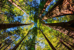 Redwood Forest