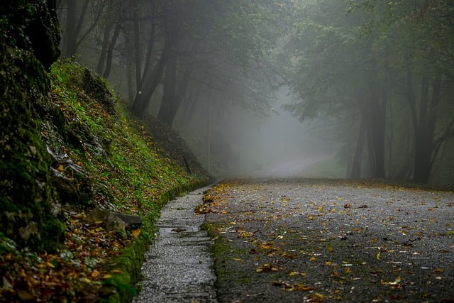 Empty foggy road