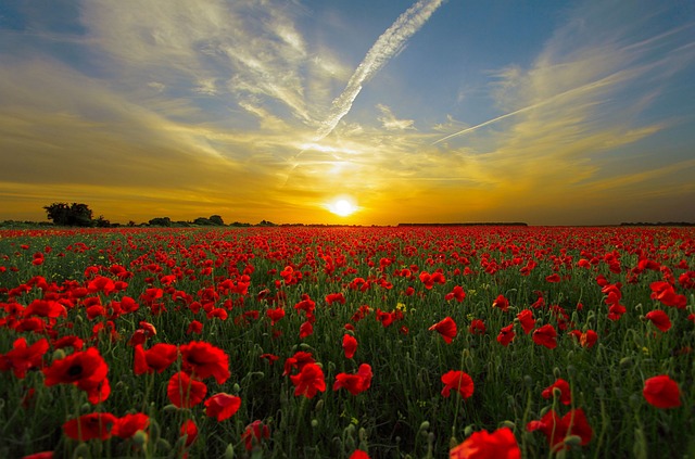 Sunset flower field